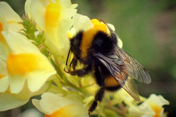 Bumblebee Extermination