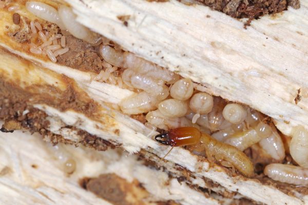 Drywood Termite Prevention