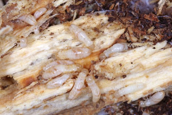 Drywood Termite Extermination
