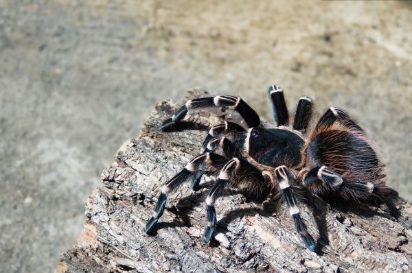 Trap Door Spider Control