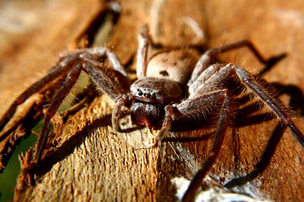 Huntsman Spider Control - Huntsman Spider Control South Houston, Texas