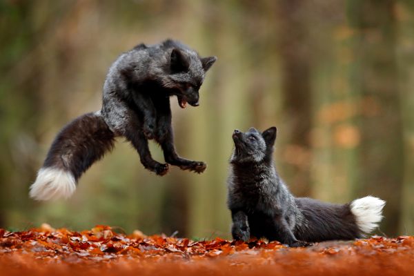 Mole Damage Control