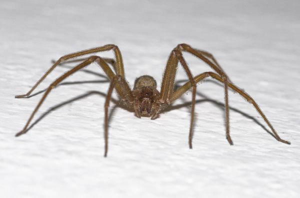 Recluse Spider Control - Recluse Spider Control Terre Haute, Indiana