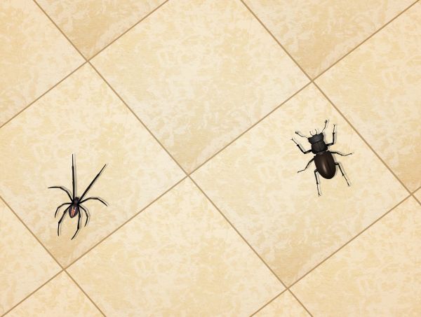Spider Pest Removal