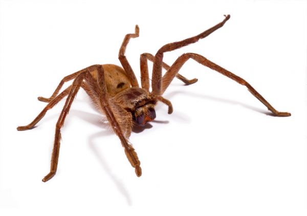 Huntsman Spider Prevention