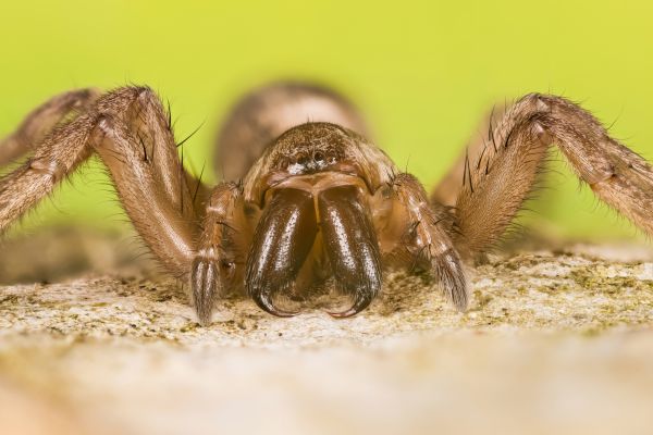 Mouse Spider Prevention