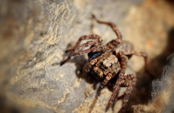 Wolf Spider Prevention
