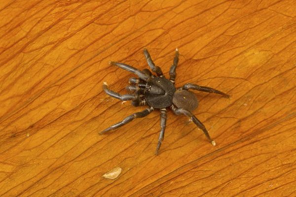 Trapdoor Spider Prevention