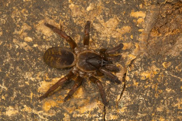 Trapdoor Spider Elimination