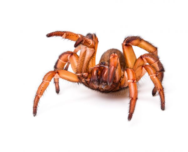 Trapdoor Spider Extermination
