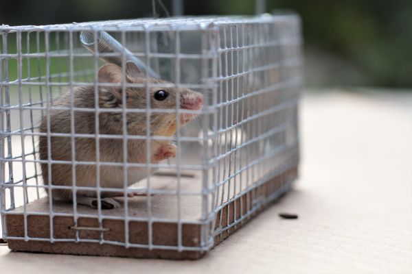 Animal Elimination