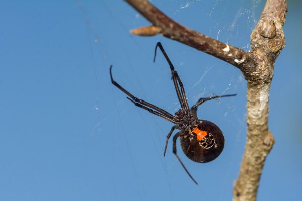 Black Spider Control