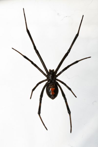 Black Widow Prevention