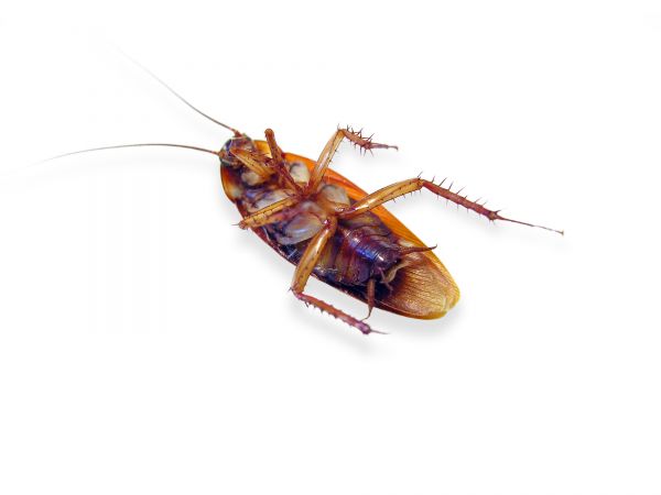 Cockroach Elimination