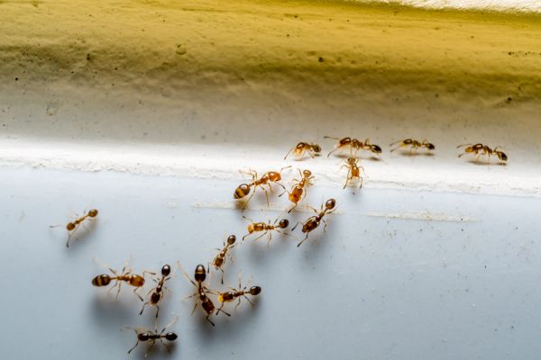 Ants Extermination