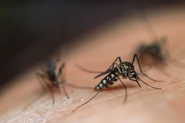 Mosquito Removal