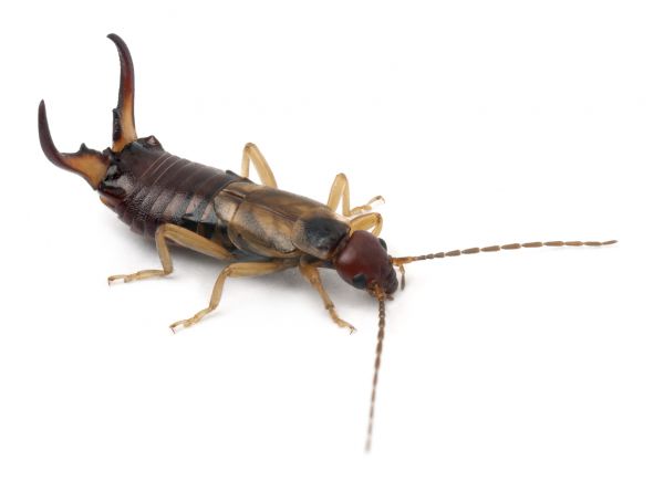 Earwig Treatment