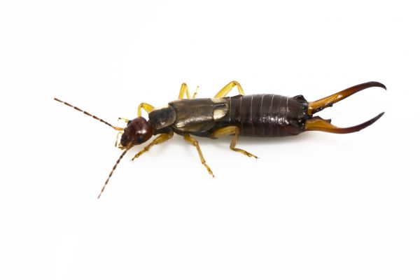 Earwig Prevention