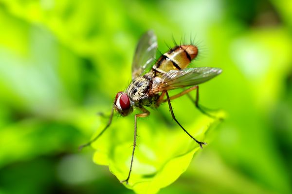 Fruit Fly Prevention