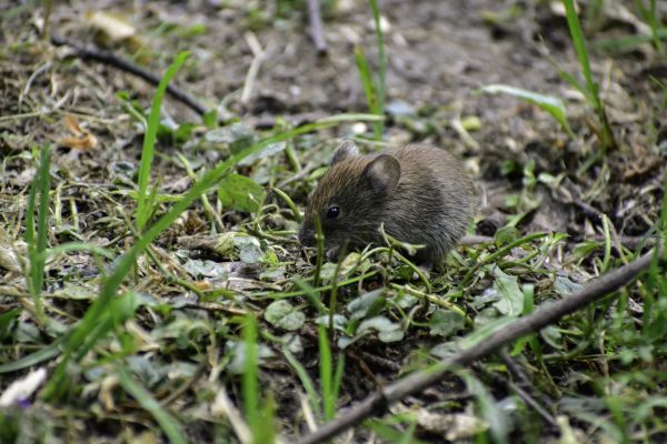 Voles Control