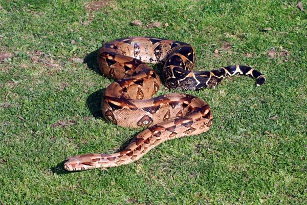 Snake Infestation Removal