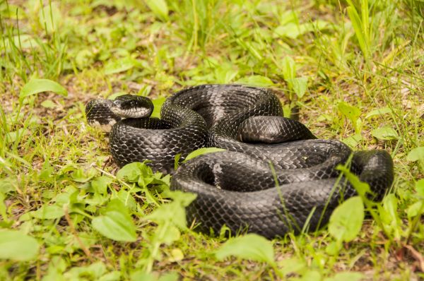 Rat Snake Removal