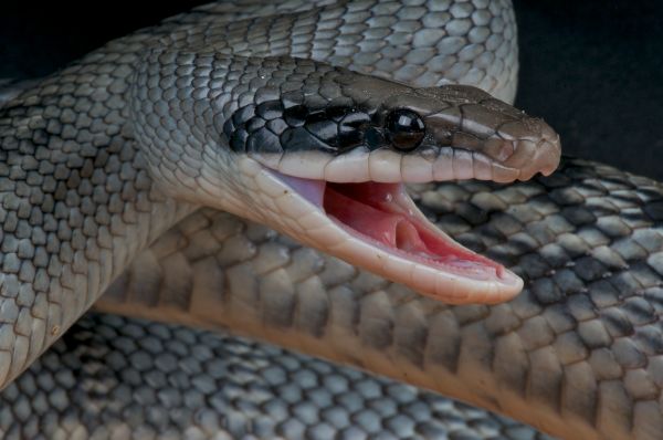 Rat Snake Extermination