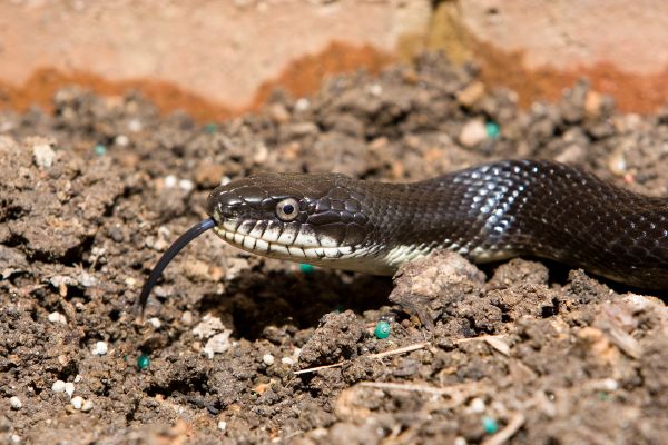 Rat Snake Control