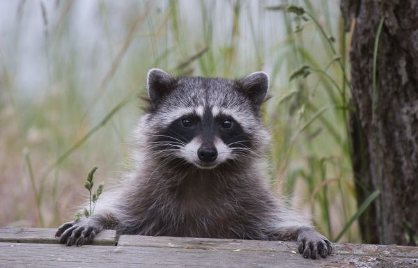 Small Critter Removal