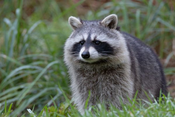 Racoon Control Service