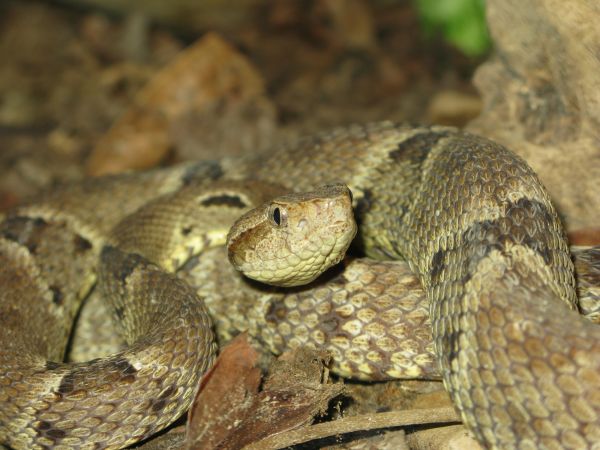 Poisonous Snake Removal
