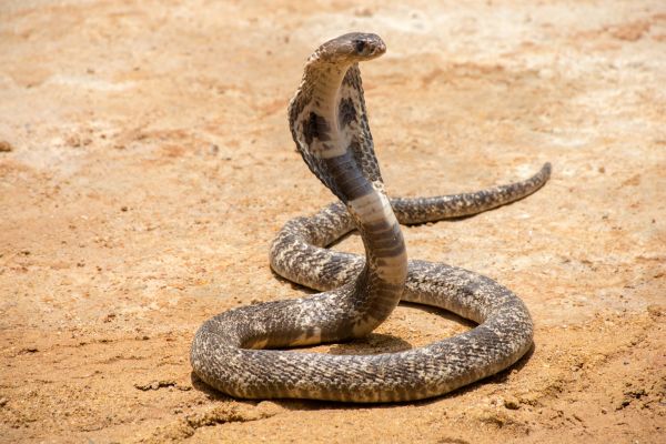 King Snake Removal