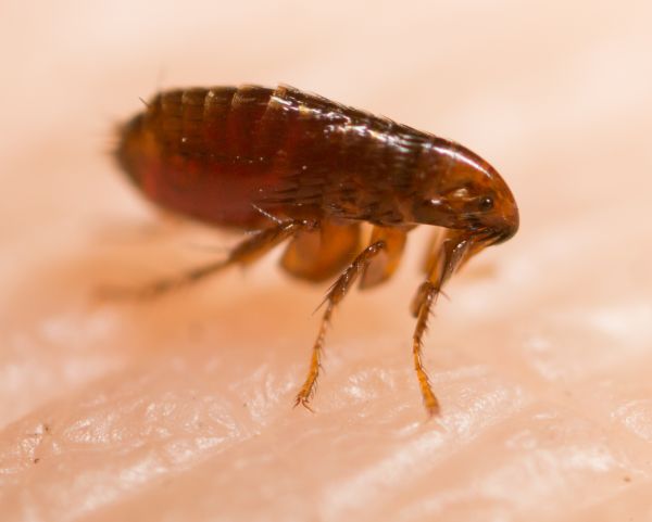 Fleas Pest Control