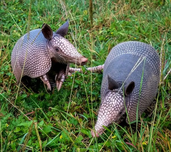 Armadillos Removal
