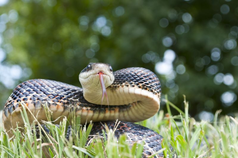 Ensure Human Safety by Removing Dangerous Animals!