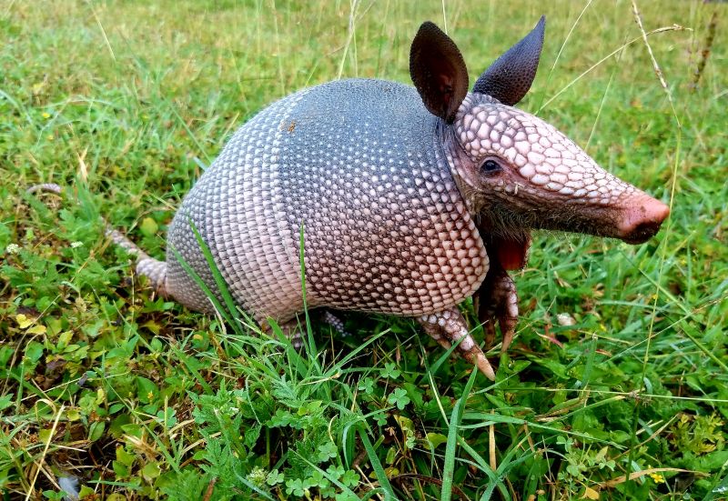 Manage Wildlife Population with Wildlife Removal Service!