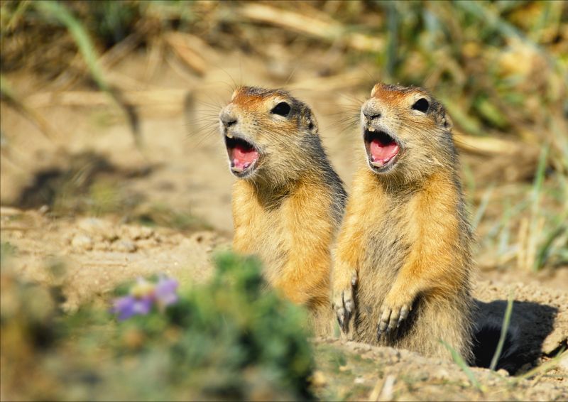 Prevent the Spread of Diseases by Wild Animals!