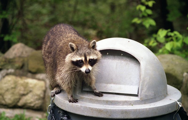 Wildlife Removal